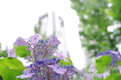 紫陽花_新宿中央公園