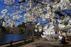 大島桜_新宿御苑