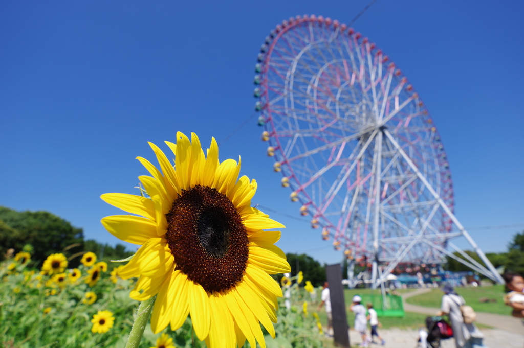 ひまわり_葛西臨海公園