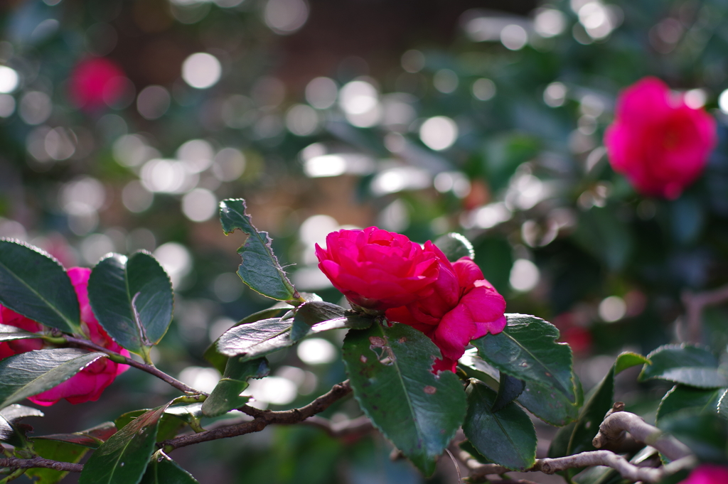 山茶花_神代植物公園
