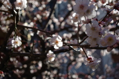 梅_神田明神