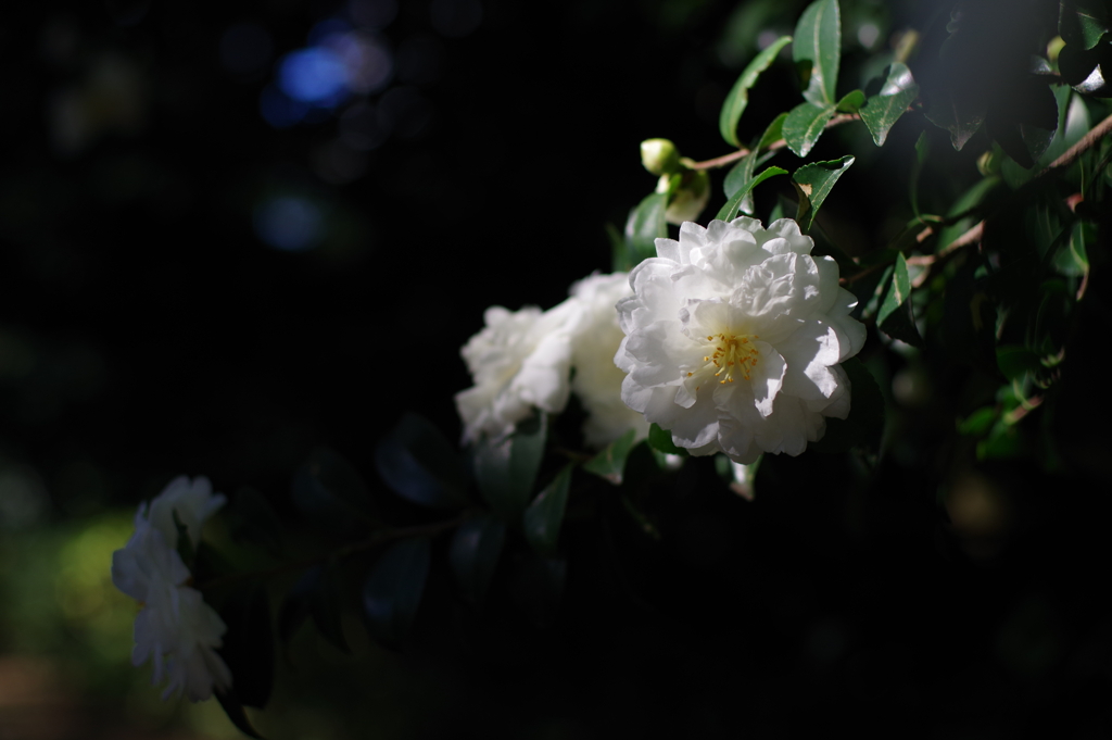 山茶花_新宿御苑