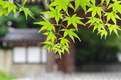 カエデ_高円寺