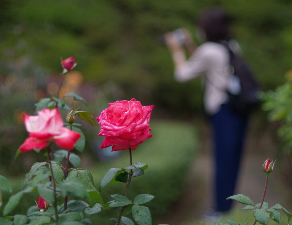 バラ_旧古河庭園