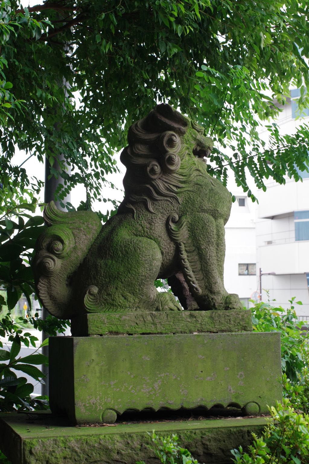 狛犬_代々木八幡