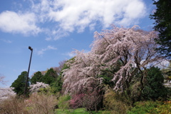 枝垂桜_神代植物公園