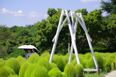 コキア_昭和記念公園