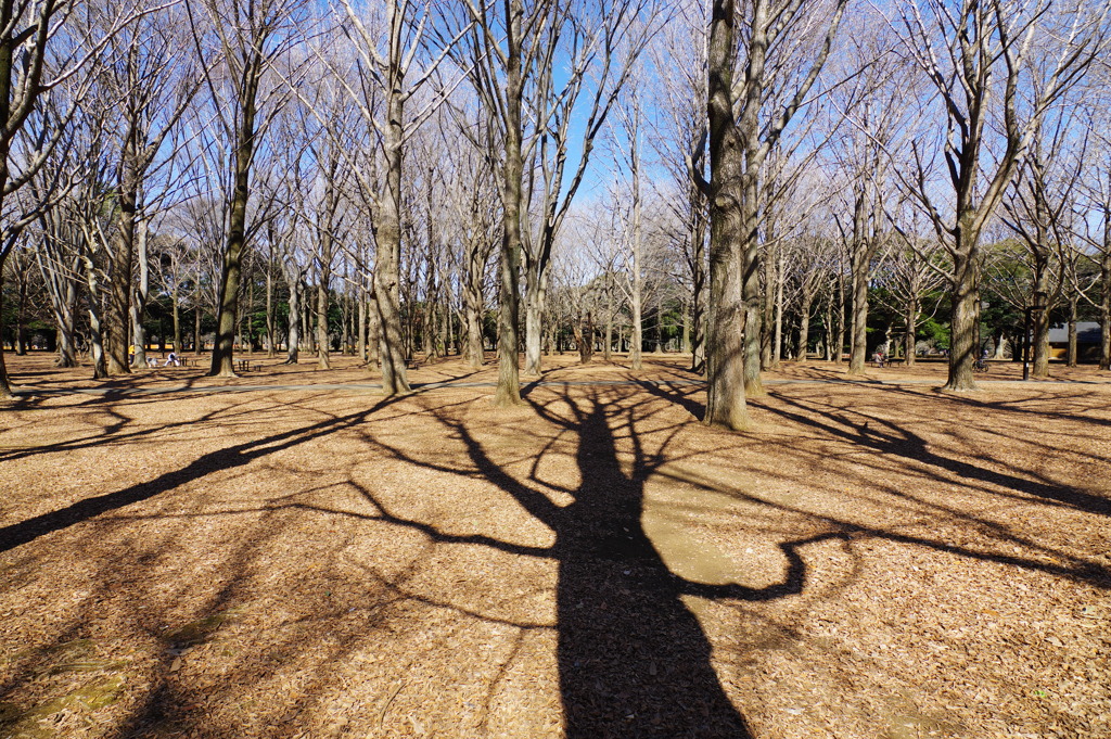 影_代々木公園