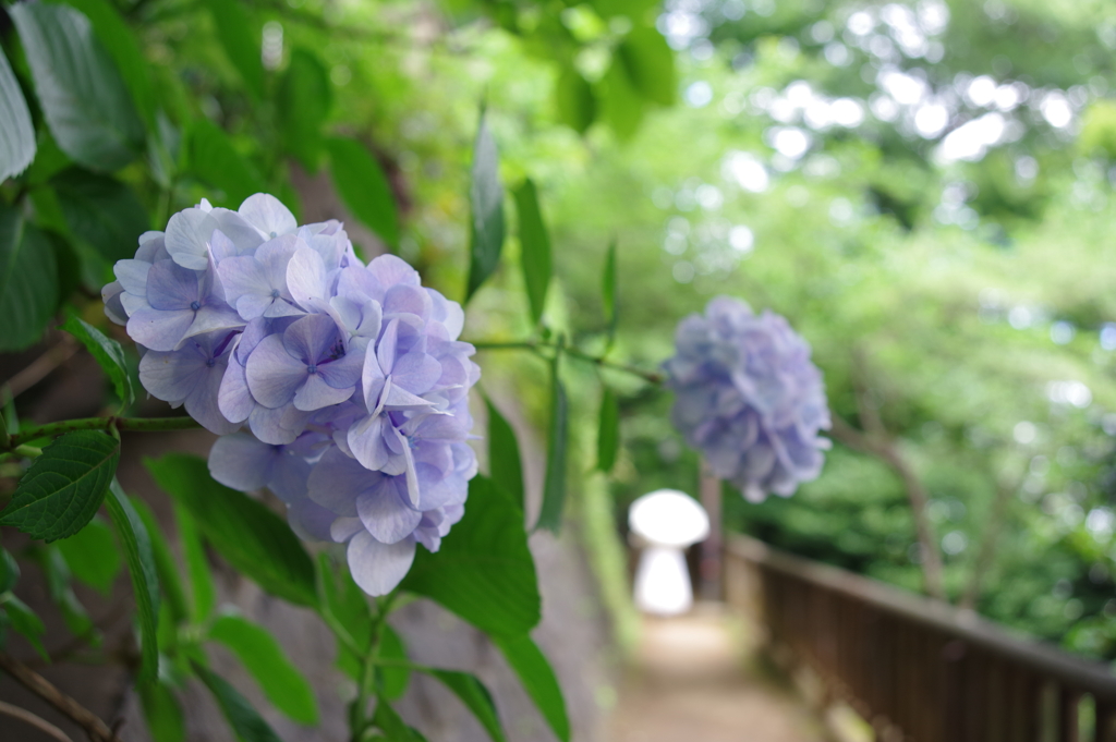 飛鳥の小道_飛鳥山公園