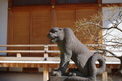 雌虎_天現寺