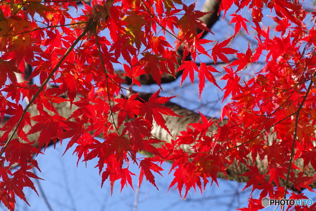 モミジ_代々木公園