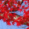 モミジ_代々木公園