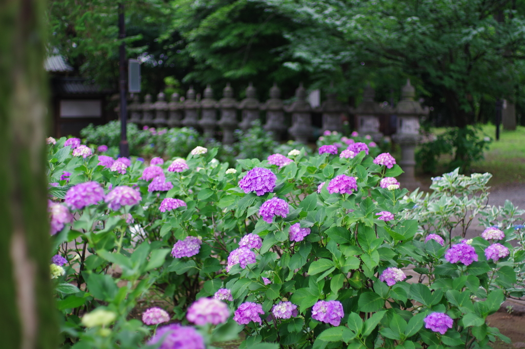 紫陽花_妙法寺