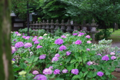 紫陽花_妙法寺