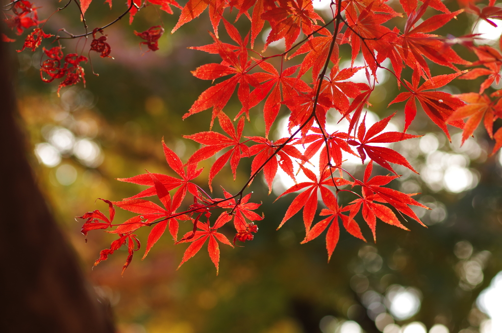 紅葉_新宿御苑