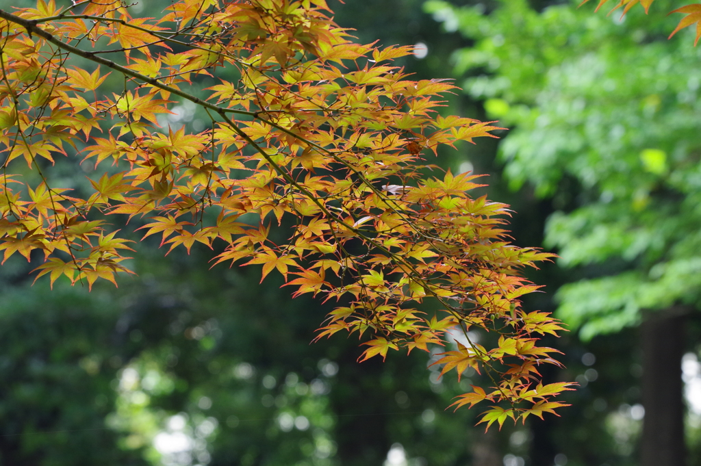 楓_蚕糸の森公園