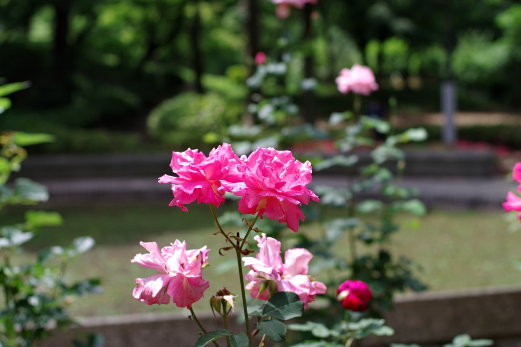 バラ_新宿中央公園