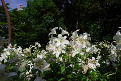 百合_日比谷公園