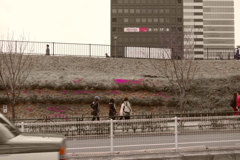 土手の芝桜_中野通り