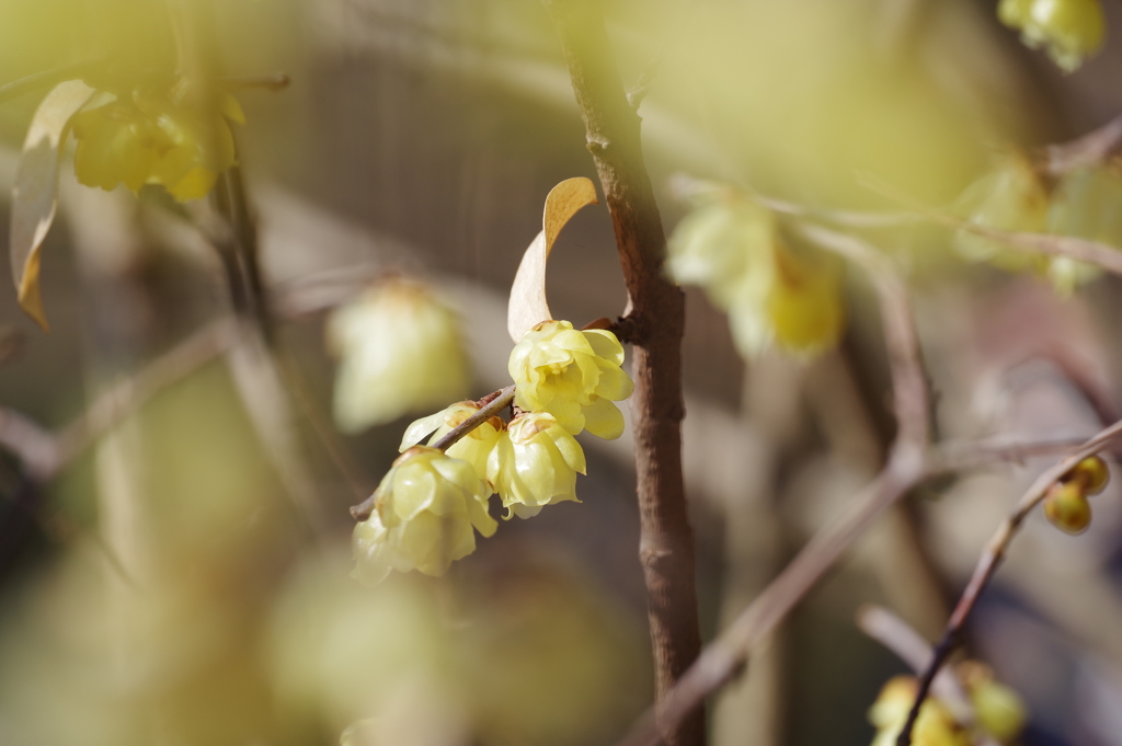 ソシンロウバイ_神代植物公園