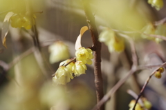 ソシンロウバイ_神代植物公園