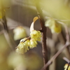 ソシンロウバイ_神代植物公園