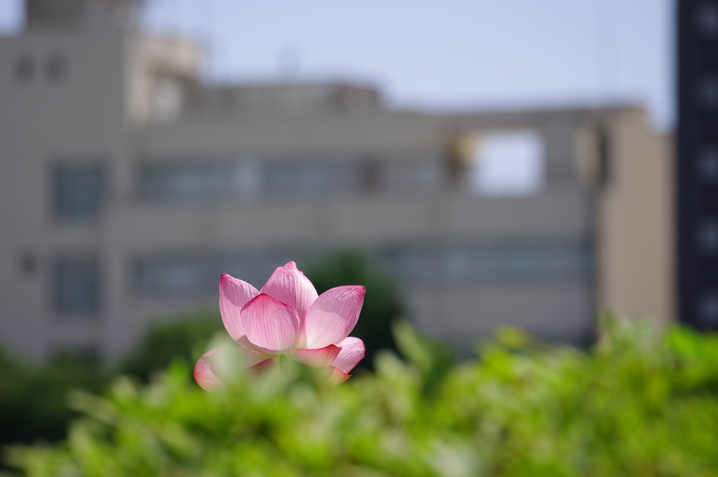 蓮_不忍池