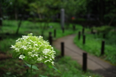 アナベル_新宿中央公園