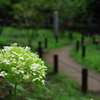 アナベル_新宿中央公園