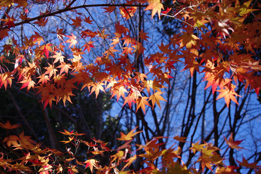 紅葉_高円寺