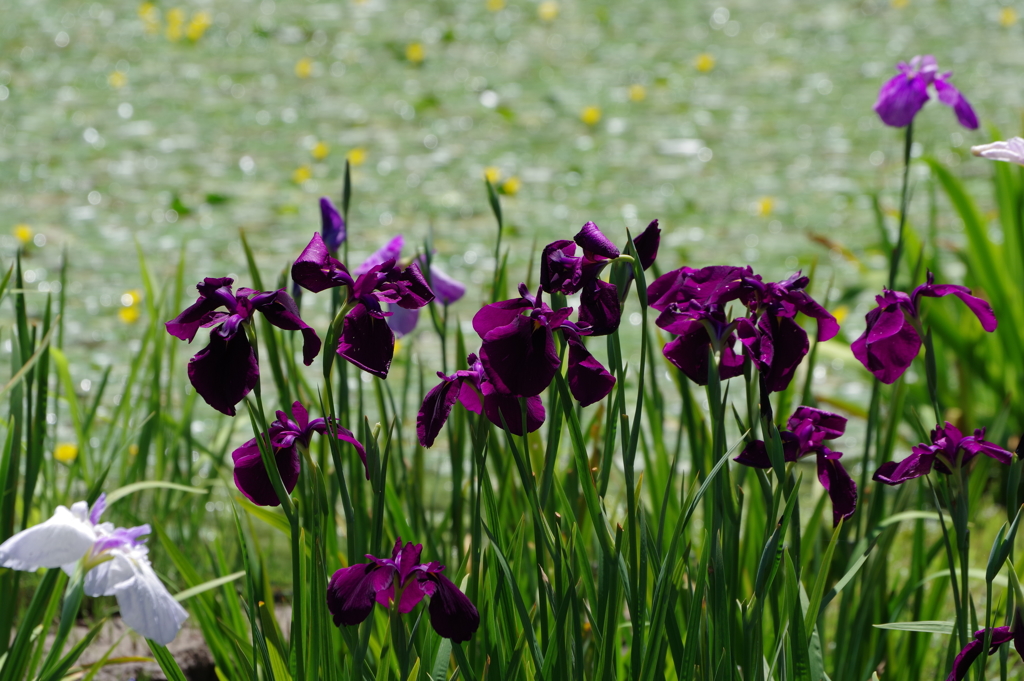 花菖蒲_二の丸庭園_皇居東御苑