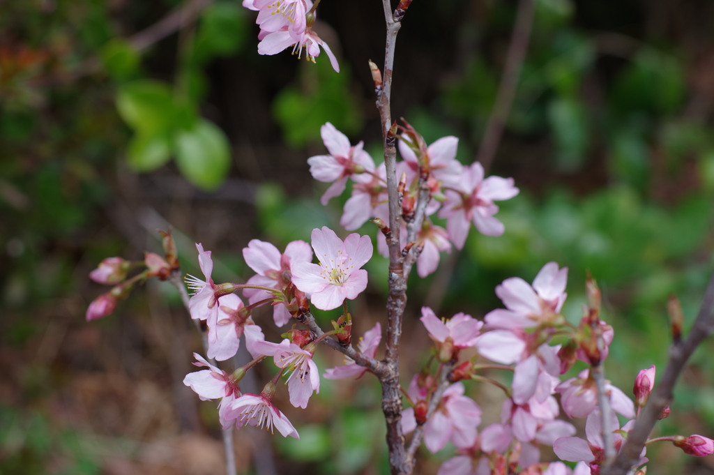 桜_桃園川緑道