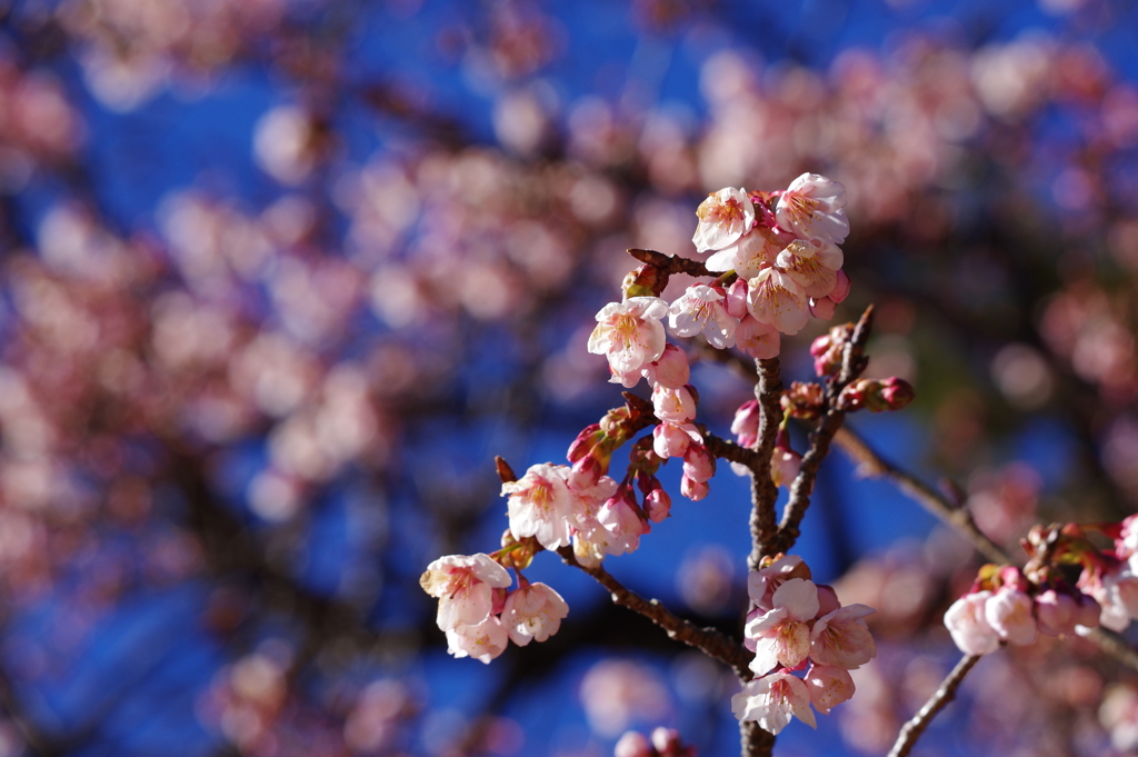 寒桜_新宿御苑