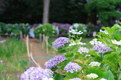 紫陽花_妙法寺6