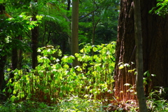 芽生え_イチョウ_小石川後楽園