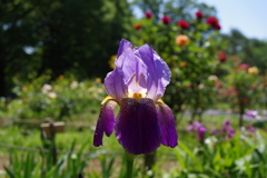 アヤメ_代々木公園