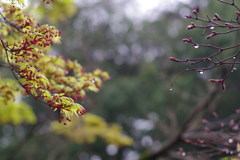 カエデの花_蚕糸の森公園