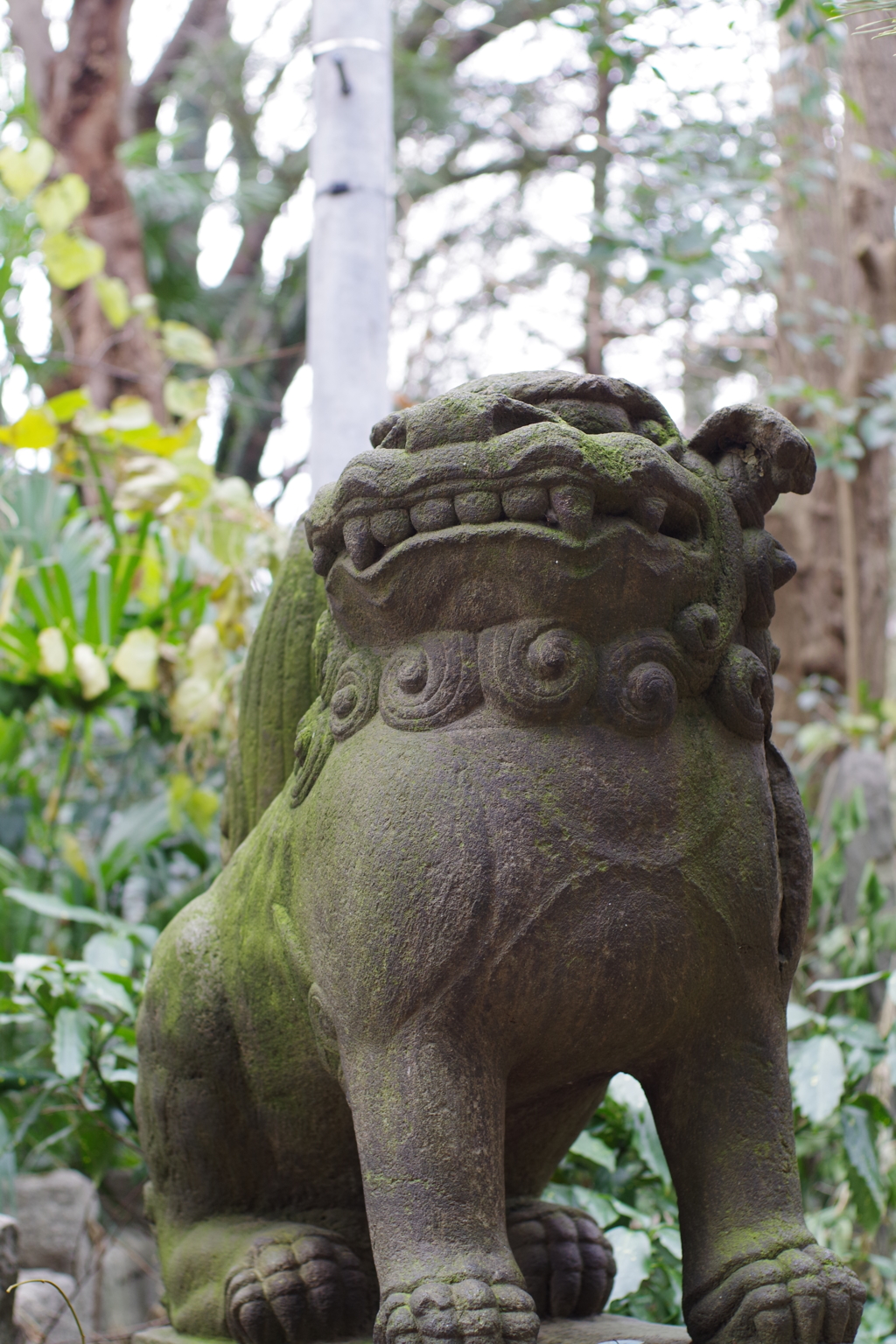 狛犬_西久保八幡神社