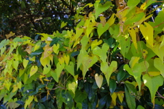 ハート盛_昭和記念公園