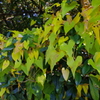 ハート盛_昭和記念公園