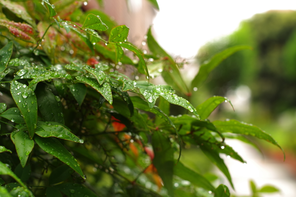 秋雨_桃園川緑道