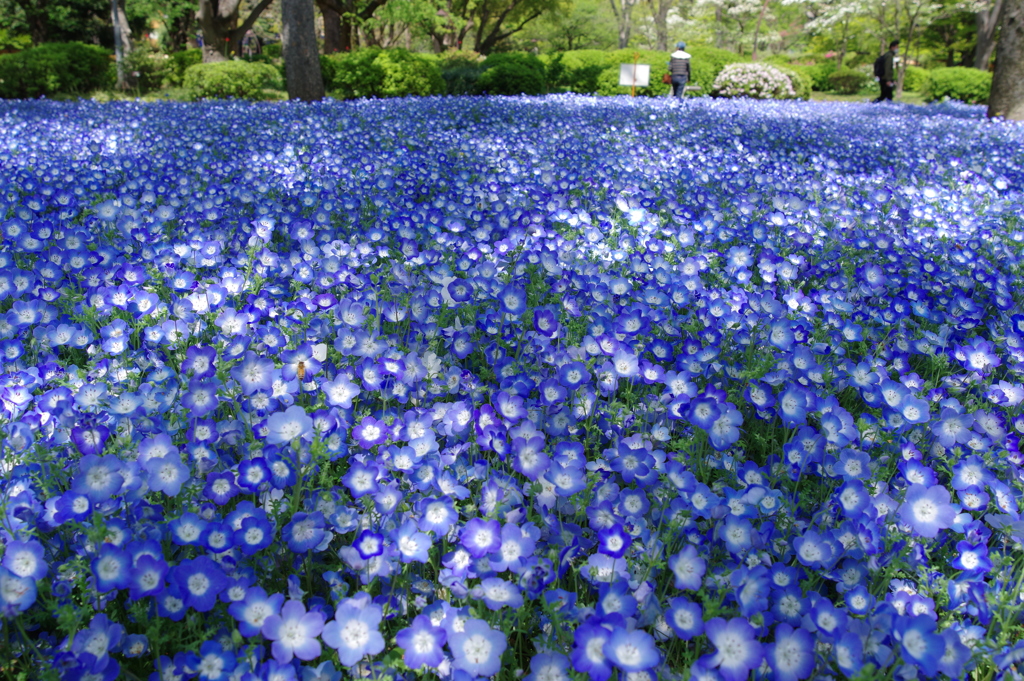 ネモフィラ_日比谷公園