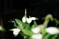 半夏生_新宿御苑