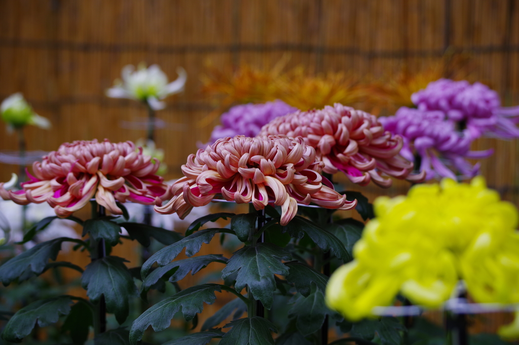 菊花展_明治神宮