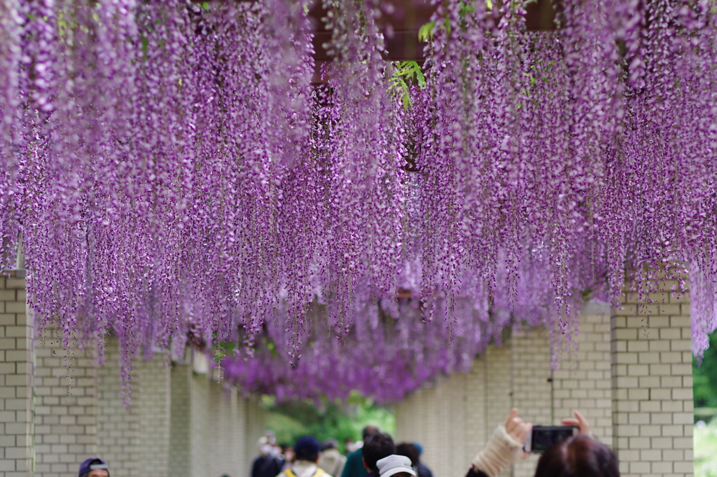 藤_神代植物公園