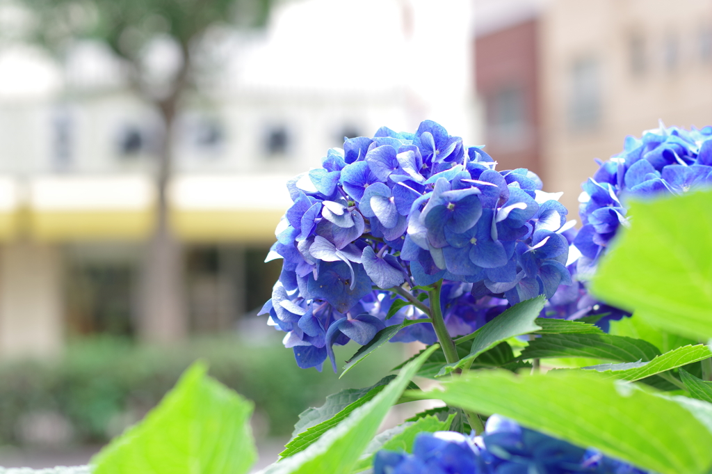 紫陽花_西新宿