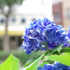 紫陽花_西新宿