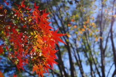 モミジ_昭和記念公園