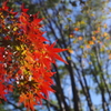 モミジ_昭和記念公園