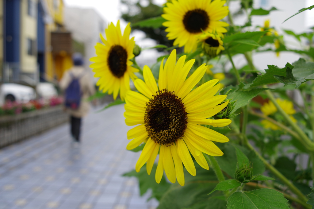 ひまわり_桃園川緑道